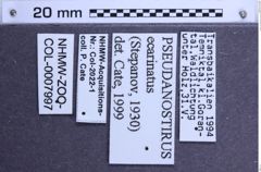 Etiketten zu Pseudanostirus ecarinatus (NHMW-ZOO-COL-0007997)